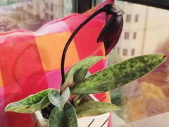 -龙大花卉苗木市场