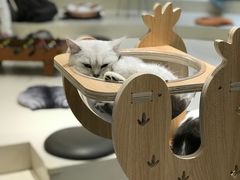 -飞行喵MR PILOT|猫舍·猫咖(静安大融城店)