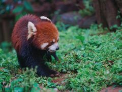 -成都大熊猫繁育研究基地