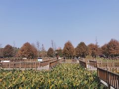 -五缘湾湿地公园