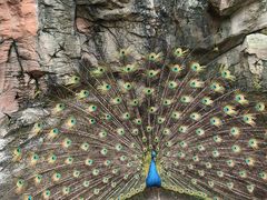 -泉州海丝野生动物世界