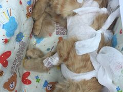 -纳吉亚猫专科动物诊疗中心(蒋宅口分院)