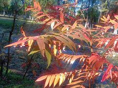 -长白岛森林公园