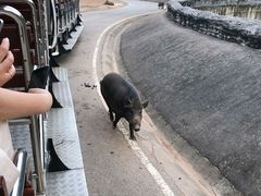 -清迈夜间动物园