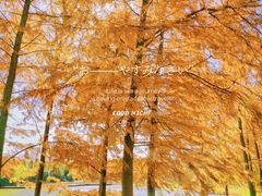 -上海海湾国家森林公园