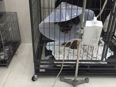 瑞鹏宠物医院(翠竹店)-瑞鹏宠物医院·微创内窥镜·骨外科·牙科(翠竹分院)