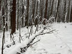 -武陵山森林公园