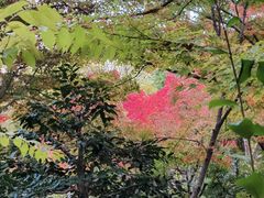 -常寂光寺