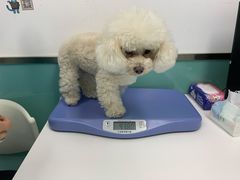 -欧奕国际动物医院