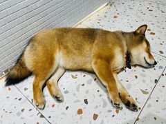 -柴务处·柴犬主题狗咖