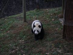 -都江堰中华大熊猫苑