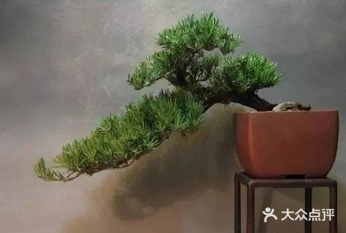 传统通派盆景的特点  