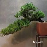 传统通派盆景的特点  