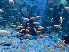 -正佳极地海洋世界