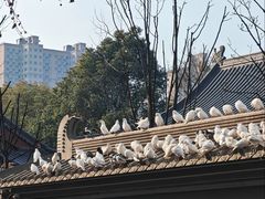 -大慈恩寺(大雁塔)