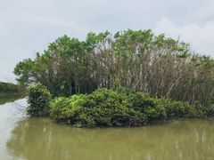 -大湾区中央湿地公园