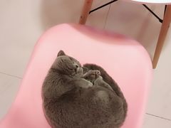 -三花喵·撸猫购宠·宠物生活馆(虹桥南丰城店)