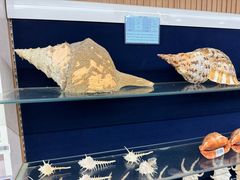 -青岛贝壳博物馆