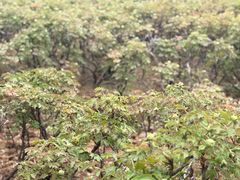 -洛阳市隋唐城遗址植物园