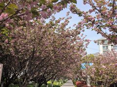-高东镇樱花园