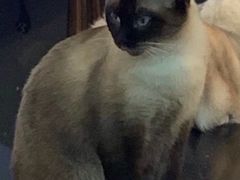 -more than meow吴止猫主题餐厅(承德 中船汇店)