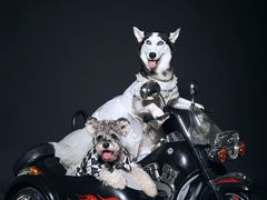 -超宠爱宠物摄影-Super pet