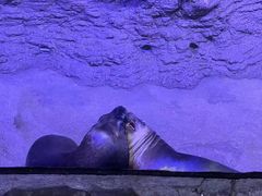 -海合安青岛极地海洋公园