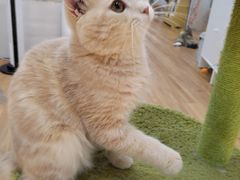 -COLOR PETS 撸猫馆·购猫·猫咖(长风大悦城店)