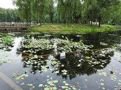 -微山湖红荷湿地景区