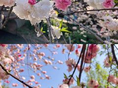 -镇江市南山风景名胜区竹林景区