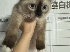 -宠颐生动物医院·猫科·心脏科(海口分院)