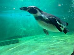 -北戴河圣蓝海洋公园