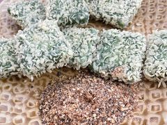 -古城苗家土菜馆(河景餐厅店)