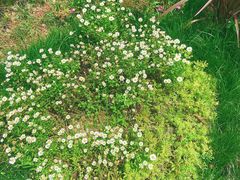 -桤木河湿地公园