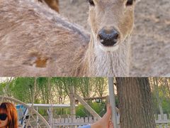 -安德鲁户外烧烤帐篷营地(马泉营店)