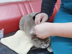 -瑞派天宁宠物医院·猫科·异宠中心