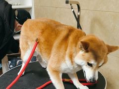 -佳雯宠物医院·皮肤科·内外科(春晓路分院)