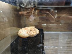 -Zoolung Zoolung动物主题公园(海信广场店)