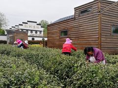 龙湖东院采茶忙！-龙湖东院农庄(乡间小路店)