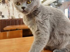 -猫小院猫主题餐厅(三里屯店)
