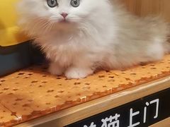 -欣宠猫屋·矮脚拿破仑·蓝金金渐层