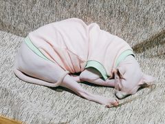 -藏猫猫咖啡主题馆(中央大道店)