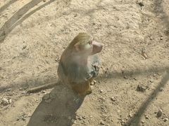 -青藏高原野生动物园