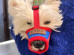 -爱妮康宠物医院·干细胞免疫细胞·肿瘤·心脏(张江店)