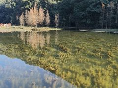 -广州市石门国家森林公园