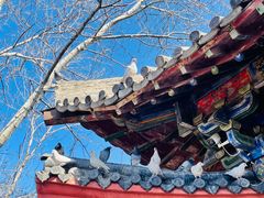 -洛阳白马寺