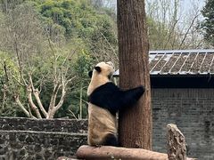 -都江堰中华大熊猫苑