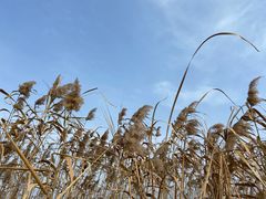 -盐城丹顶鹤湿地生态旅游区