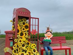 -杭州湾海上花田景区