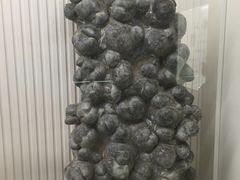 -青岛贝壳博物馆